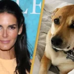 Angie Harmon sues Instacart delivery driver who shot and killed her dog