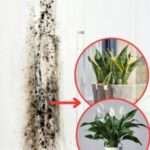 6 Houseplants That Naturally Remove Black Mold From Bathrooms And Walls